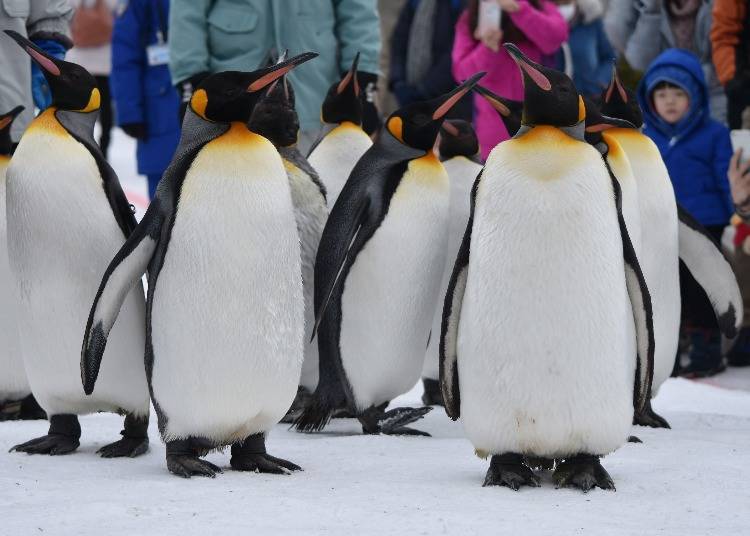 The “penguin walk" is only held in midwinter. Photo by: Masakazu Yoshida