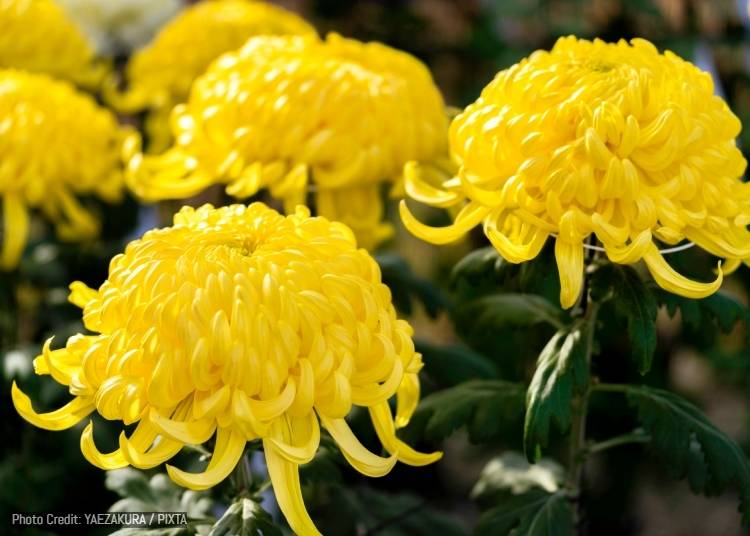 Sapporo Chrysanthemum Festival (Sapporo; November 1–3, 2026)