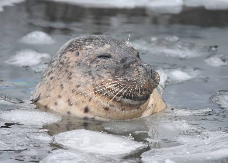 겨울철 추위에도 끄덕없는 바다표범 촬영:요시다 마사카즈