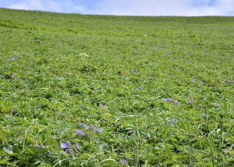 Many alpine flowers bloom here. The lavender-colored flower is called Chishimafuuro (Geranium erianthum)