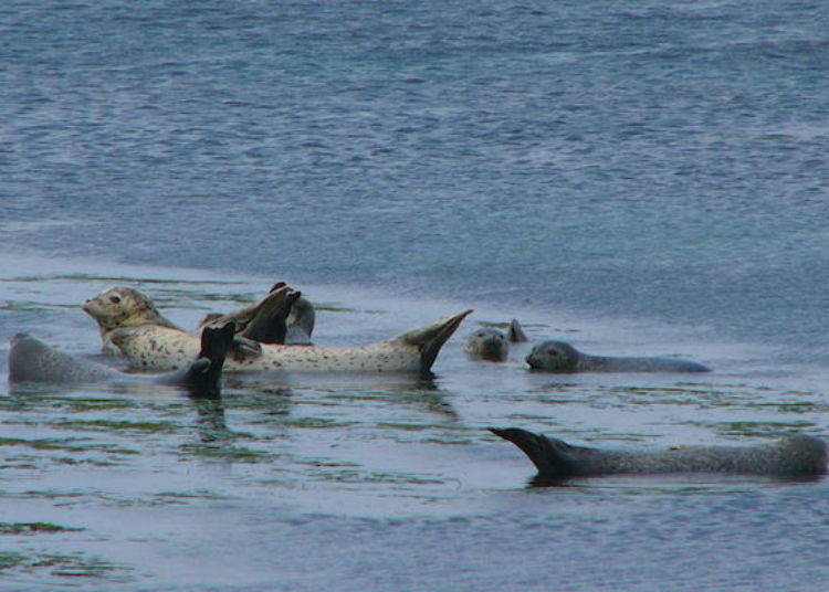 바위 위에서 한가로이 시간을 보내고 있는 바다표범 무리