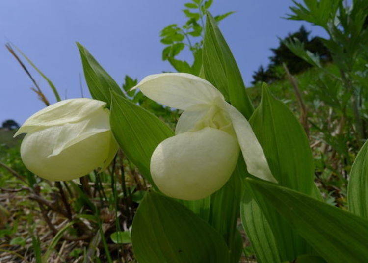 禮文敦盛草（照片提供：禮文花卉導覽團組）。