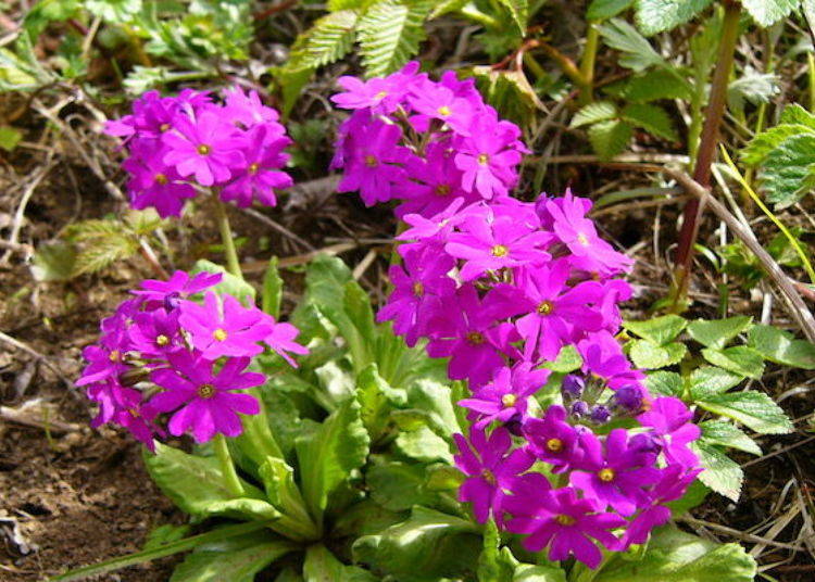 Rebunkozakura (Primula farinose) blooms from the end of April through early May (photo by Rebun Hana Guide Club)