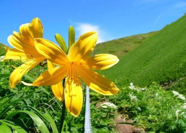 Ezokanzo (Hemerocallis esculenta) blooms from early to mid-May (photo by Rebun Hana Guide Club)