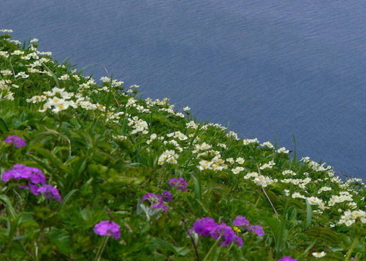 The white flowers are Ezonohakusanichige (Anemone narcissiflora) which bloom from the end of May to June (photo by Rebun Hana Guide Club)