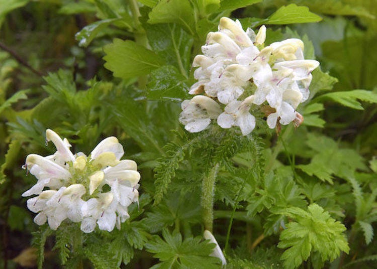 Nemuroshiogama (Pedicularis schistostegia) blooms between mid-June and July