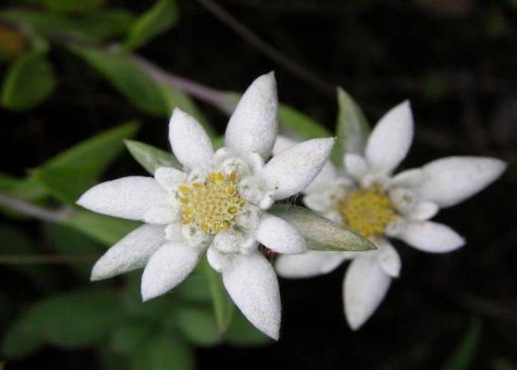 Rebunusukiso (Leontopodium discolor), which blooms between early and late July, is the town flower of Rebun Town (photo by Rebun Hana Guide Club)