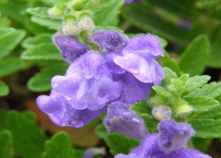 Namikiso (Scutellaria strigillosa) blooms from late July to early August (photo by Rebun Hana Guide Club)