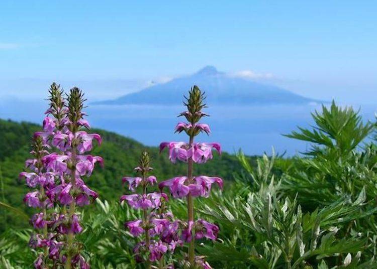 Mt. Rishiri can be seen from Flower Road. The flower is Rebunshiogama (Pedicularis chamissonis) which blooms between mid-June and July. (photo by Rebun Hana Guide Club)