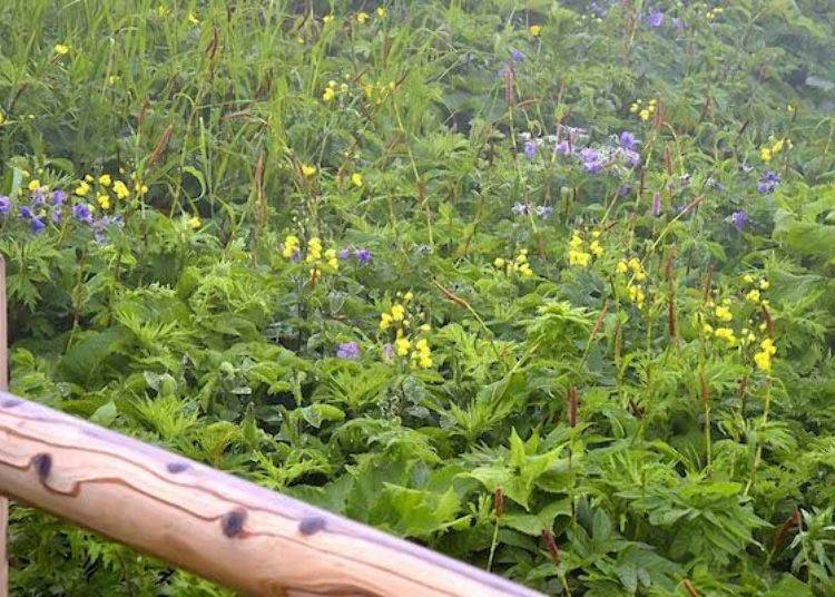 Fields of natural flowers flank both sides of the path. The yellow flowers are Sendaihagi (Thermopsis lupinoides) which bloom around mid-June.