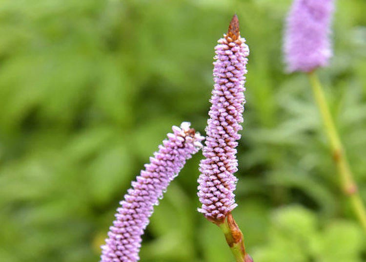 Ibukitoranoo (Common bistort) which blooms in July