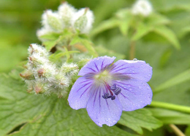 Chishimafuuro (Geranium erianthum) which blooms in June