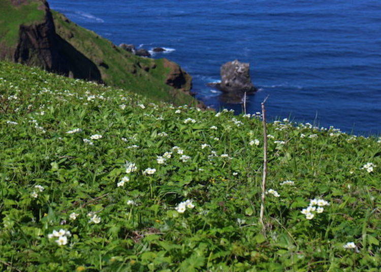 Normally this is what you would see on a fine day! The white flowers are Ezonohakusanichige (Anemone narcissiflora) (photo by Rebun Hana Guide Club)