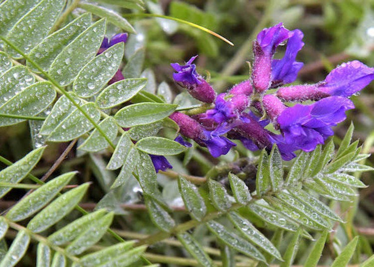 Rebunsou mysteriously blooms three times during the year: the end of June, the end of July, and the end of August