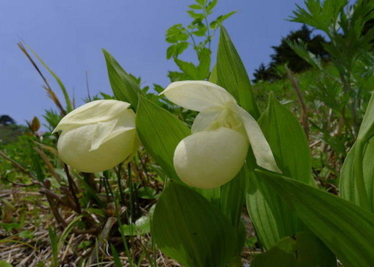 The Rebunatsumorisou (Rebun Lady’s Slipper Orchid) that blooms between the end of May and early June (photo by Rebun Hana Guide Club)