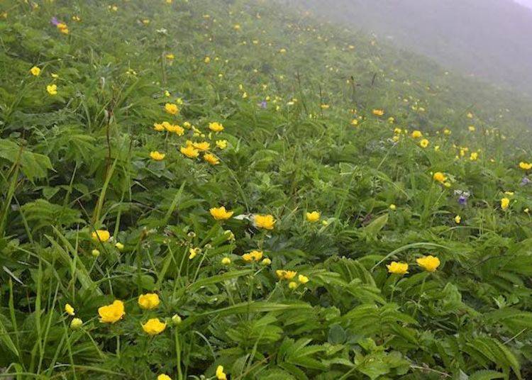 Rebukinbaisou (Trollius ledebourii) blooms from the middle to the end of June