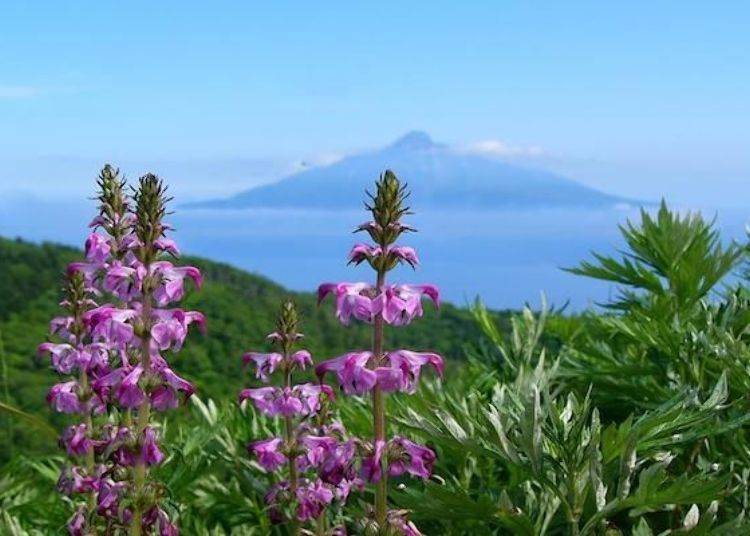 从花道（Flower Road）可以看见利尻山。这是6月中旬～7月之间盛开的「礼文盐釜」（照片提供：礼文花卉导览组）。