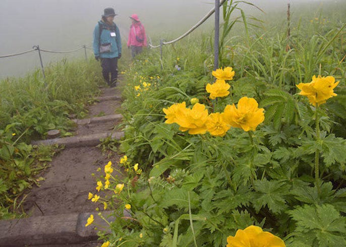 到日本最北端的花之浮岛 礼文岛和导游一同游山赏花 Live Japan 日本的旅行 旅游 体验向导