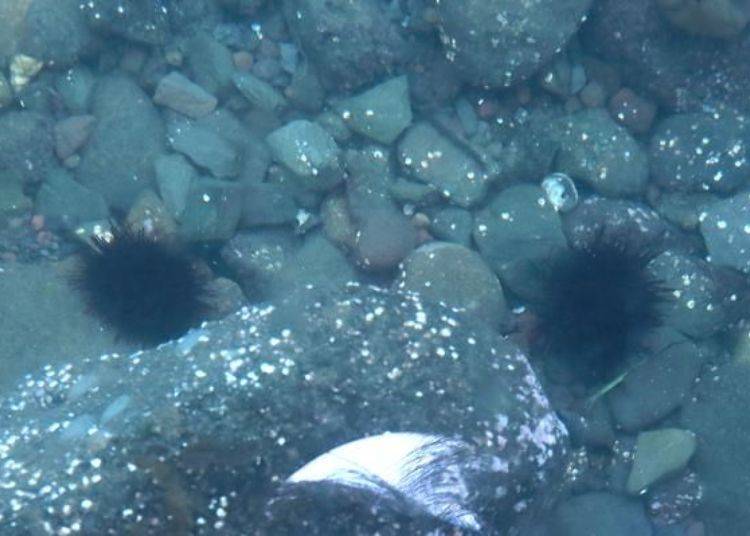 用潛水面鏡看到的海底。哇～有海膽！