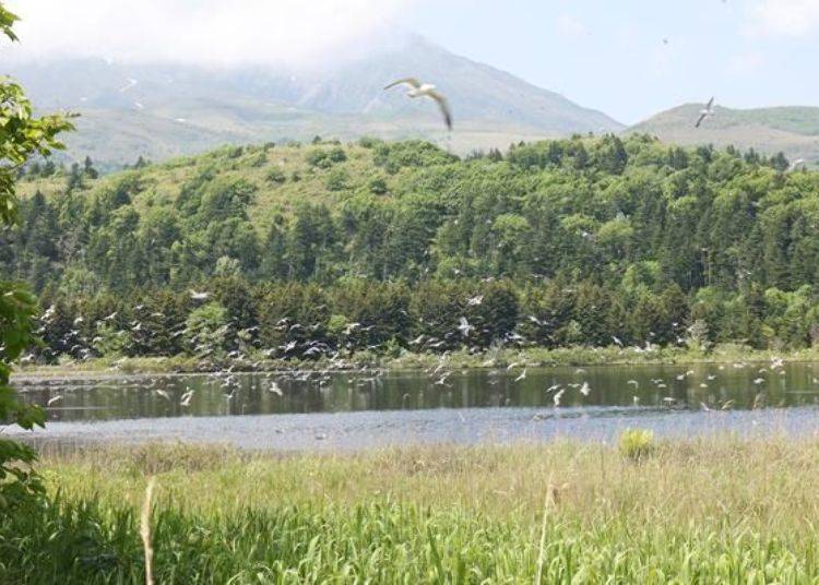 Many water fowl on the surface. It’s quite impressive when they all take flight at once!