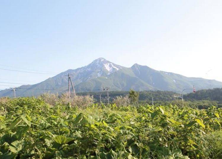 從「野塚公園」眺望的利尻山，跟在姬沼比較起來，左側線條較多起伏，而右側看起來則像是跟山頂分離的。