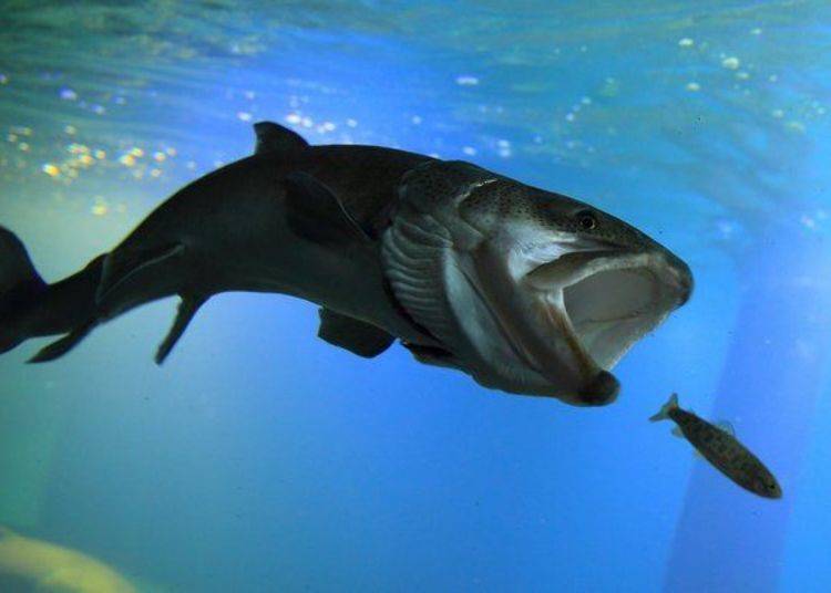 The giant freshwater fish "itou," or Japanese huchen, catching its dinner (Photo by Northern Daichi Aquarium)