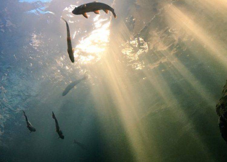 When conditions are right, you can see a curtain of light through the water (Photo by Northern Daichi Aquarium)