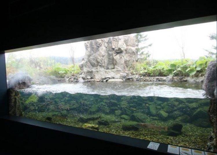 The other side of this tank is outdoors. You can see fish here season by season.