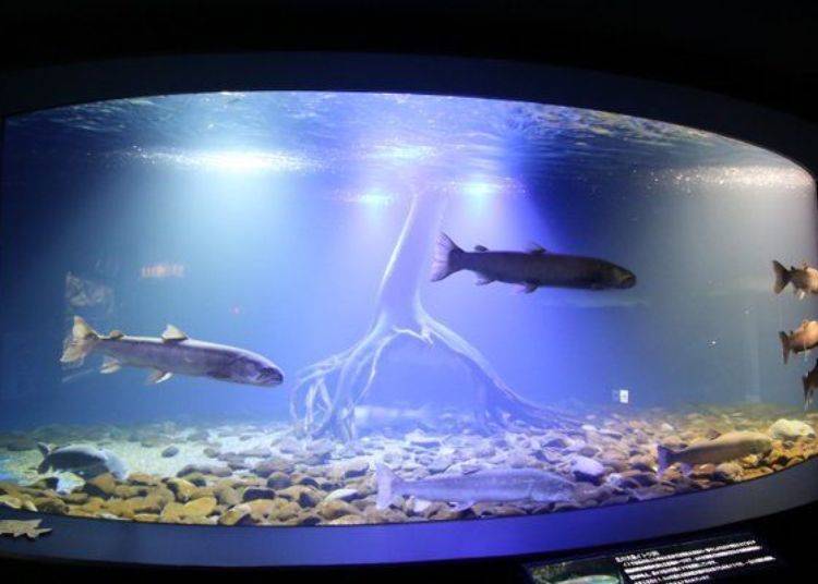 This huge aquarium is about 7m wide and offers a spectacular view of these giant freshwater fish elegantly swimming by.
