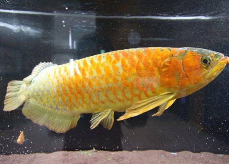 The Asian Arowana, which was raised in these 'magical hot spring waters'. It seems to be happy swimming in this water containing hot spring elements