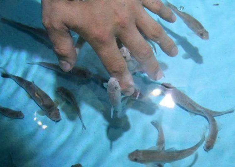 The doctor fish eat off the dead, dry skin. It may take a little courage to put your hands in the tank, but please try it out if you can!