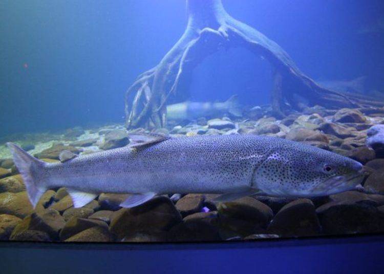 ▲據說伊富魚成長到１公尺大約要花15年的時間。還有聽說昭和12（1937）年時，在十勝川捕獲超過2公尺的伊富魚的趣聞。