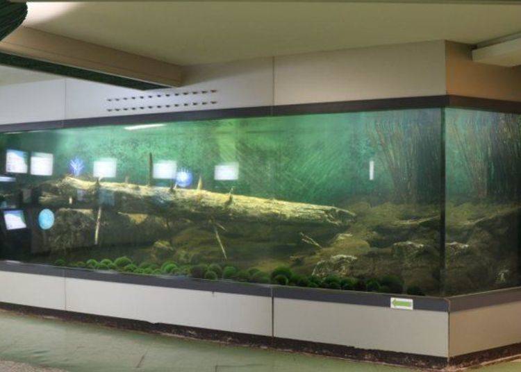There is a huge aquarium in the hall. It is a reproduction of Lake Akan in which you can see natural marimo collected from the lake.