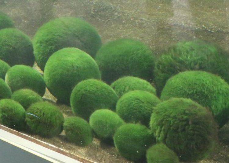 As you approach the aquarium, you can see tons of marimo, both big and small!