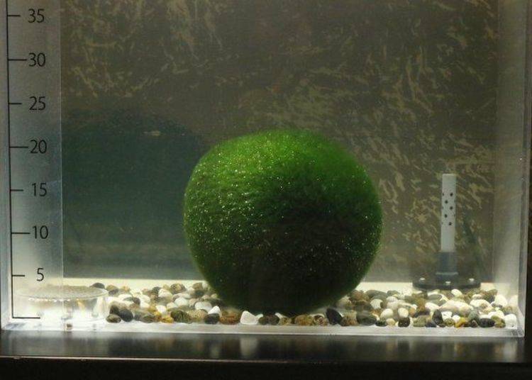 Exhibition of marimo about 20cm in diameter. Lake Akan is the only lake known to have such large marimo.