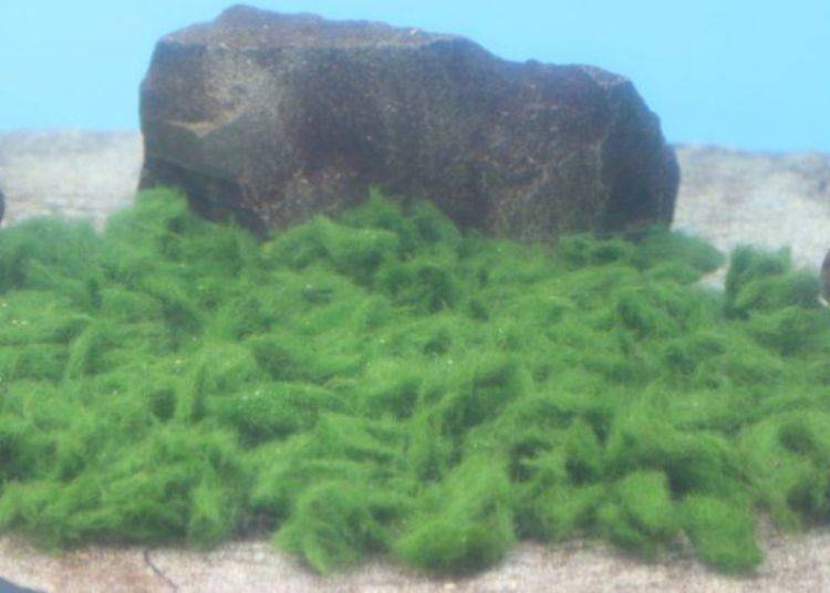 A velvety-looking specimen of marimo spread at the bottom of the lake.