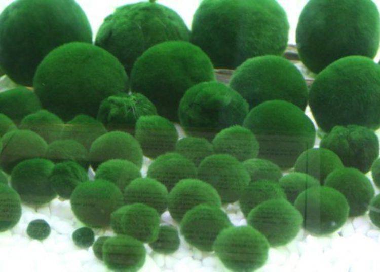 The marimo of Lake Akan are indeed a miraculous treasure of nature.