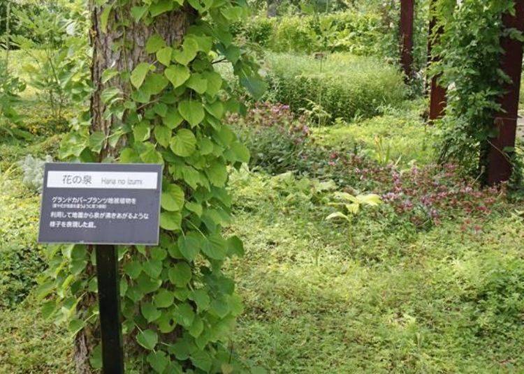 「花之泉」是利用叶子或花朵会沿着地面向上生长的植物，表现出从地面涌出泉水的感觉。