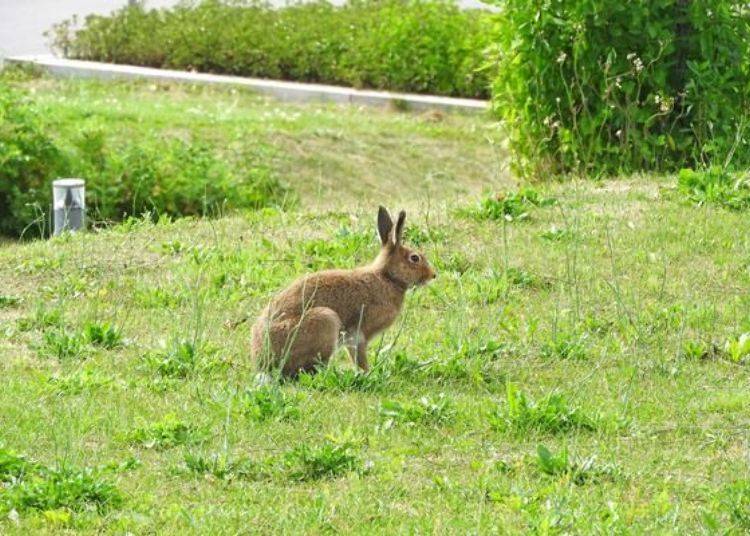 突然往窗外一看，竟发现有一只野生的兔子在草皮上跳！超可爱～