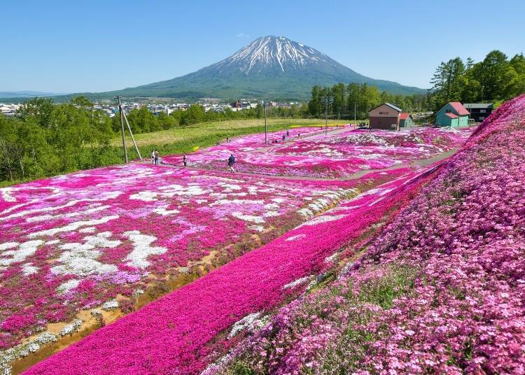 俱知安絕美的三島芝櫻庭園　圖片來源：PIXTA