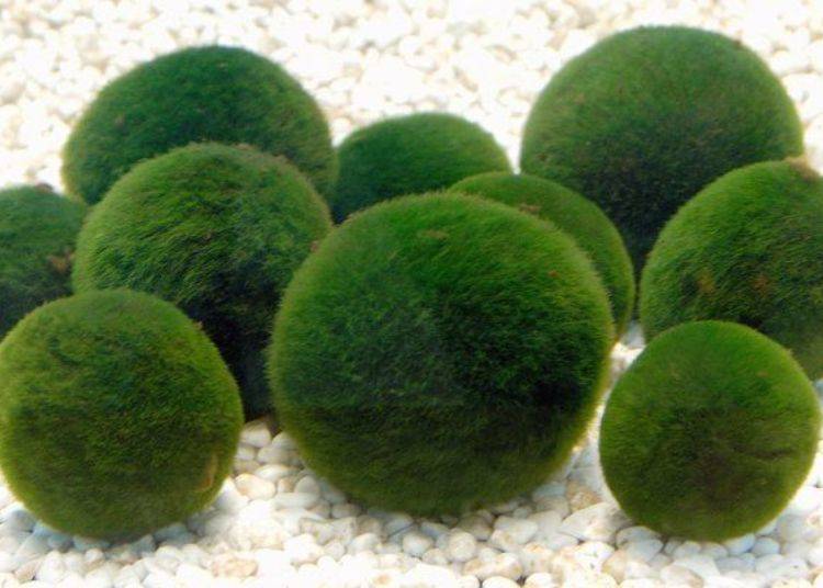 雖然綠球藻生長在世界各地，但據說長的又圓又大又漂亮的綠球藻只有在阿寒湖才有。（照片提供：阿寒觀光協會）