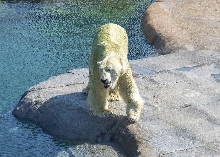 Popular Hokkaido Attractions: At Sapporo Maruyama Zoo, Animals Come First!