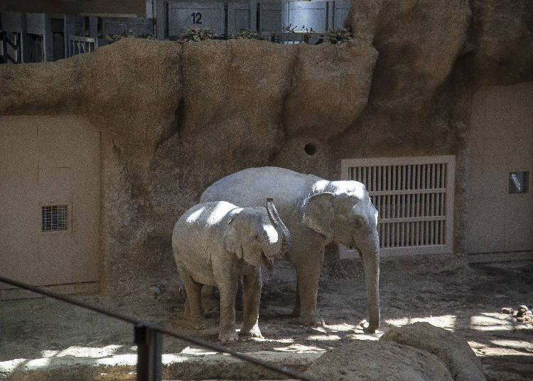 At Sapporo Maruyama Zoo, Animals Come First