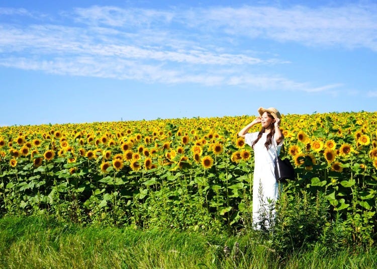 Flowers, Beer & More: Hokkaido Summer Driving Itinerary (+ Bonus 6-Day Plan)