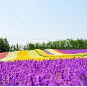 Furano Lavender tour with lunch and melon
Photo: PIXTA