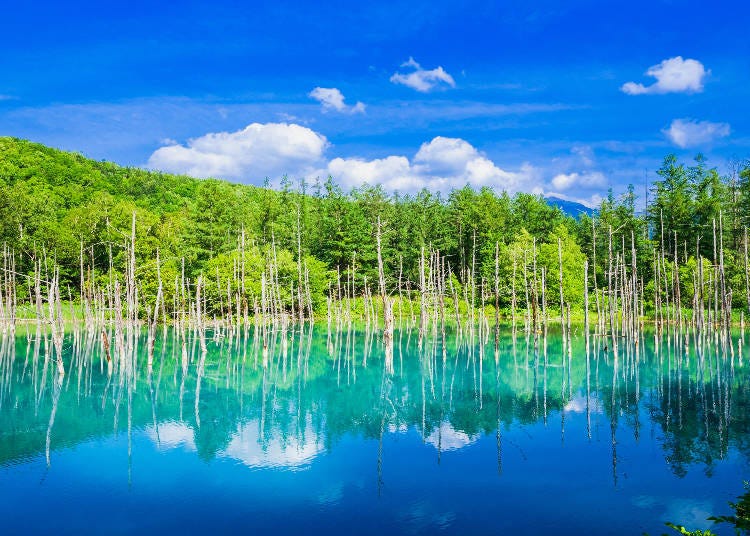 Biei's Shirogane Blue Pond in summer (Photo: PIXTA)