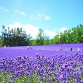 Hokkaido Day Tour from Sapporo
