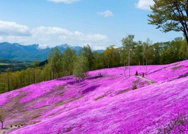 北海道鄂霍次克海「花回遊」百花盛開於200km的回遊賞花路線～