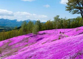 Hokkaido Scenery: Japan Has an Incredible 200km ‘Flower Road’ - Where Spring Bursts Into a Floor of Pink