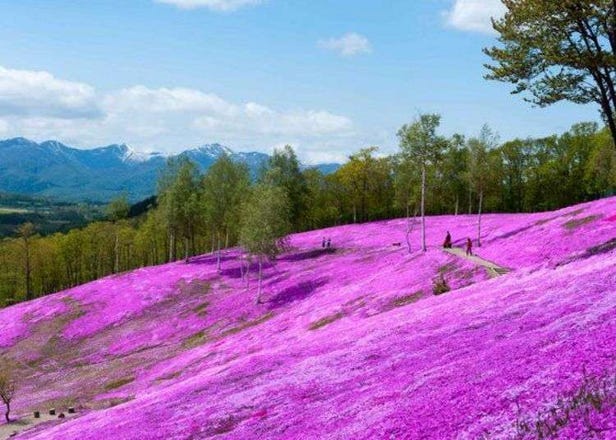 Hokkaido Scenery: Japan Has an Incredible 200km ‘Flower Road’ - Where Spring Bursts Into a Floor of Pink